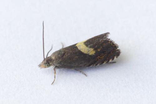 Dichrorampha petiverella